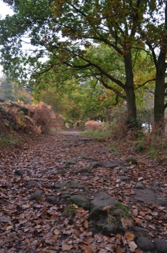 Lumsdale Valley path in autumn